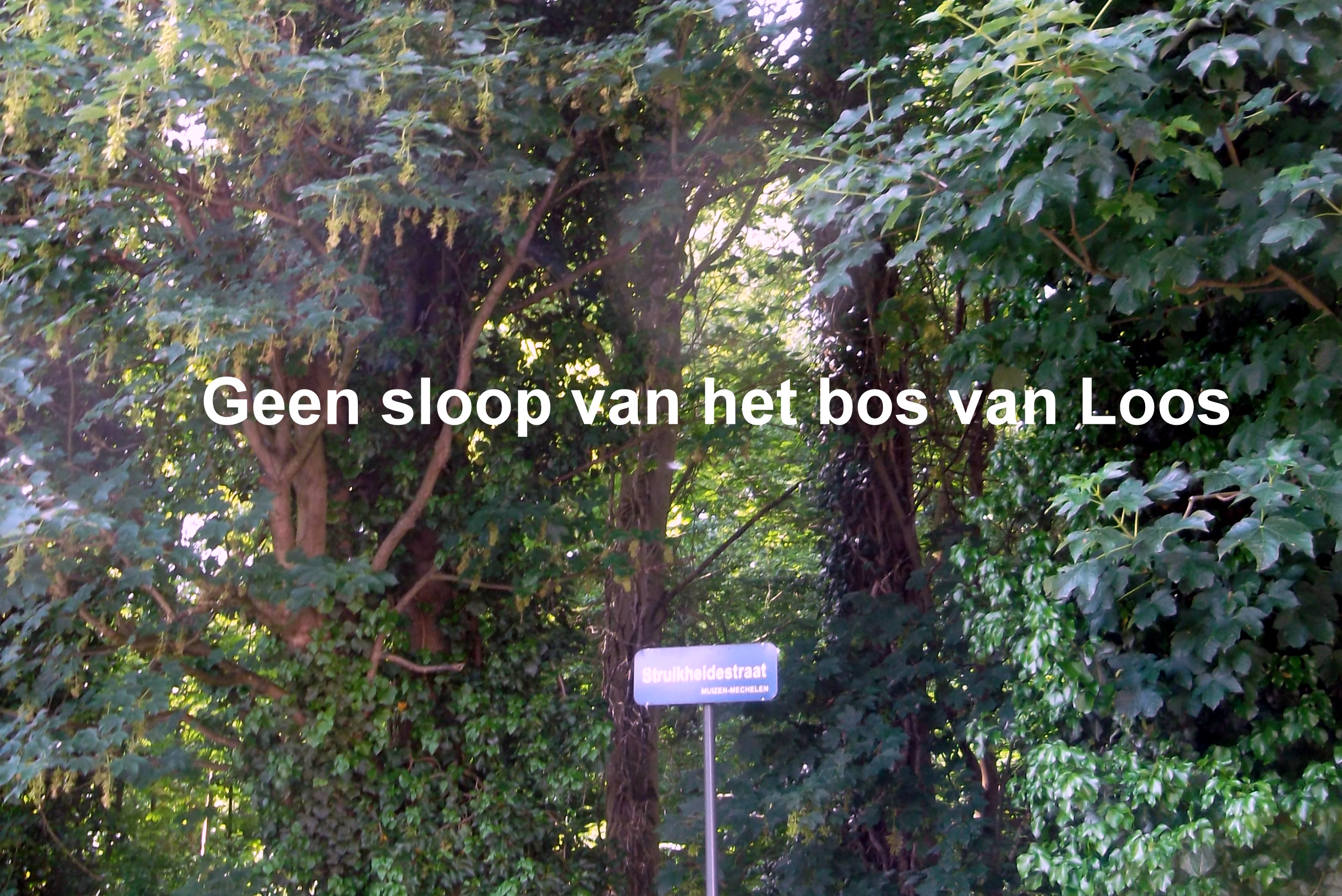 Bos vn loos 001