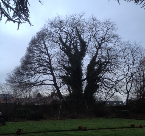 Bomen 2