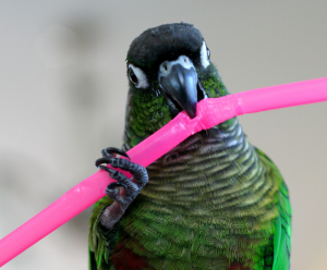 Bird eating plastic straw 300x248